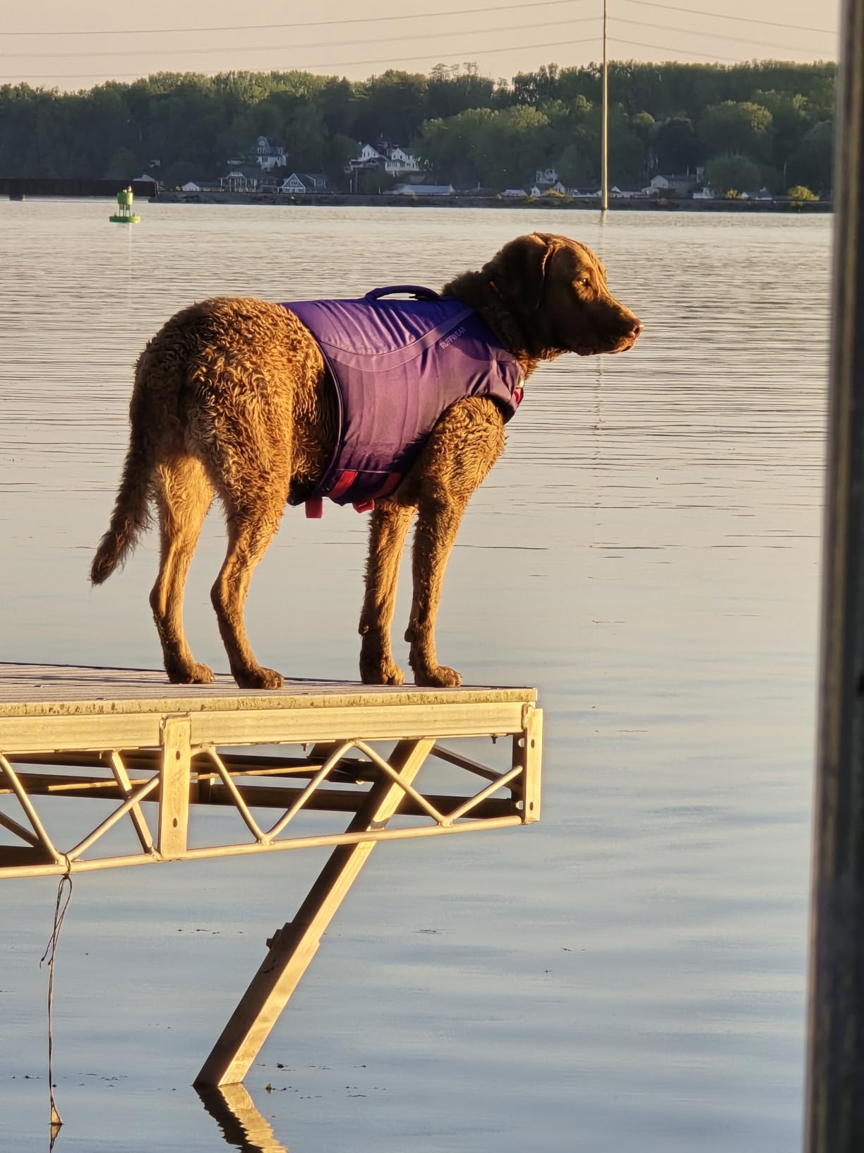 Ruffwear Float Coat Dog Life Jacket, Premium Buoyancy Swim Vest with Lift Handle, Wave Orange, Small customer photo 2