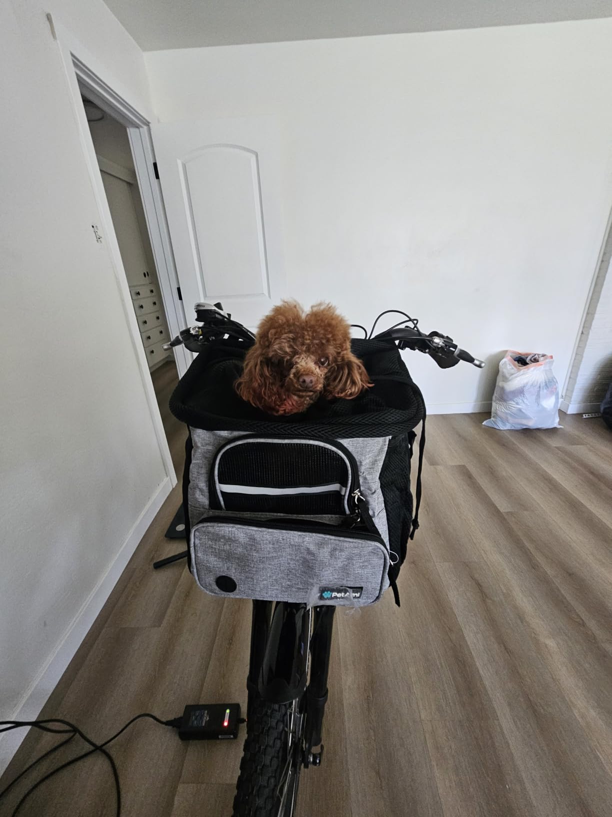 PetAmi Dog Bike Basket, Soft-Sided Ventilated Carrier Backpack, Dark Gray | For Small Medium Dog Puppy Cat Kitten, Pet Bicycle Basket for Bike Handlebar, Car Booster Seat with Safety Strap, Max 18 lbs customer photo 1