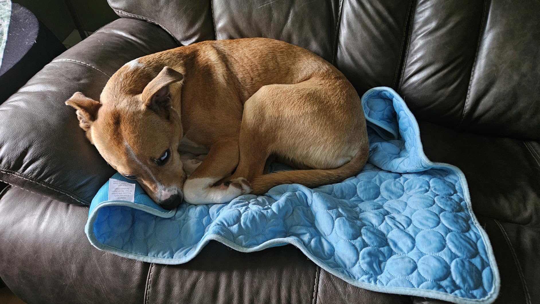 INSPECTOR TAIL Dog Cooling Mat, Indoor & Outdoor, Large Self Cooling Pad, No Freeze Needed, Breathable, Washable, Portable Cooling Mat for Dogs with Travel Bag, Fits Car, Crate, Floor & Bed, 39