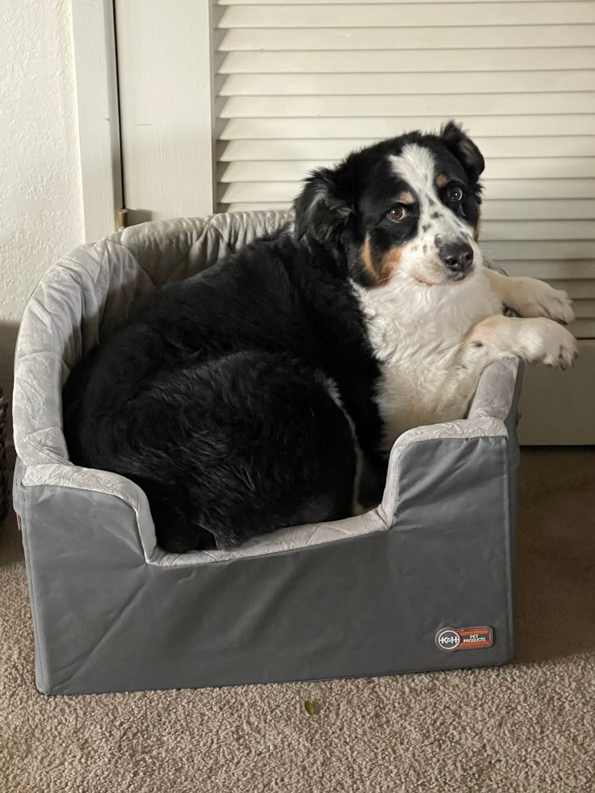 K&H Dog Car Seat, Bucket Booster for Small to Medium Pets, L Black/Cream, Collapsible Dog Car Seats for Small Dogs, Seat Belt Secured, 2 Safety Leashes, Washable Covers customer photo 1