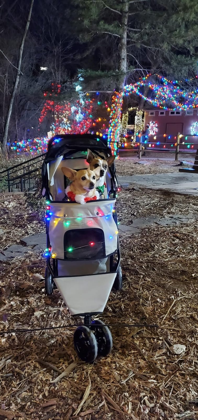Carlson Pet Products Stroller - 360 Degree Front Wheel Swivel, Rear Wheel Brakes, Reflective Trim, Mesh Panels, Umbrella and Mesh Canopy customer photo 1