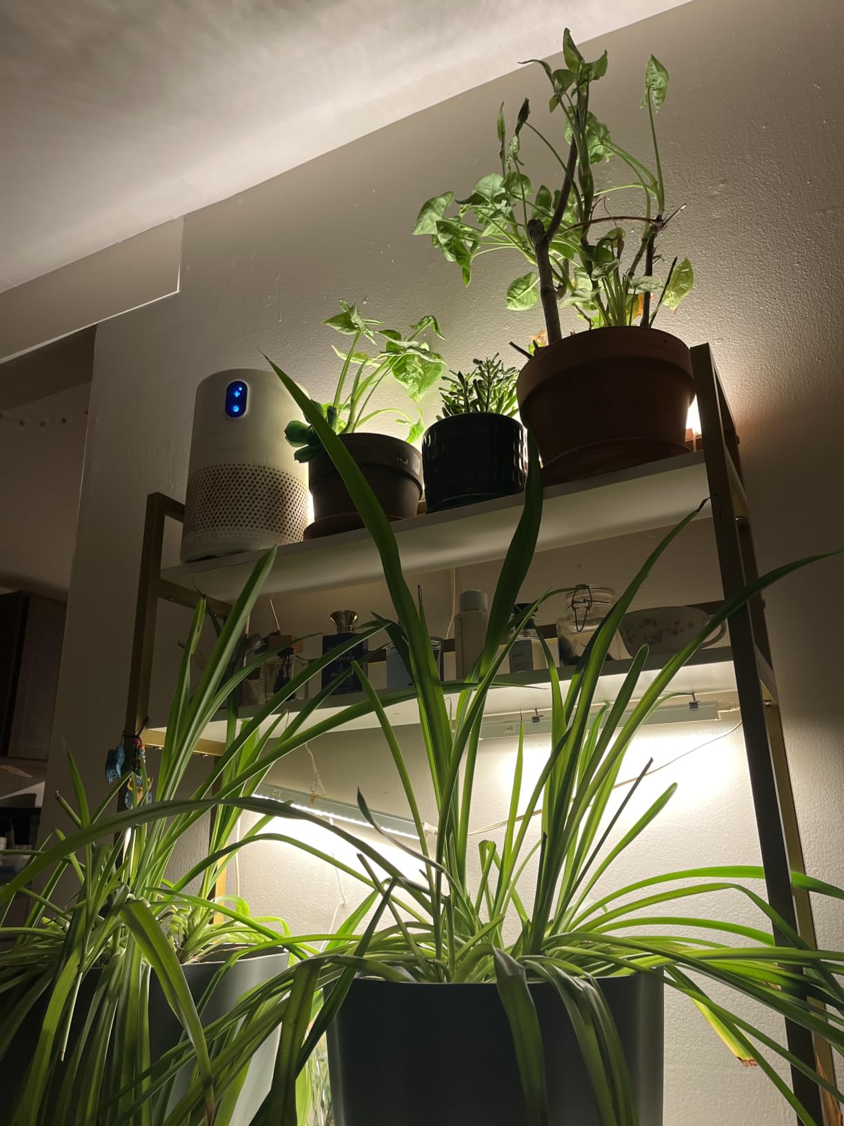Barrina T5 Grow Light, 5000K White Full Spectrum LED Grow Light 2ft, 8 Pack customer photo 1