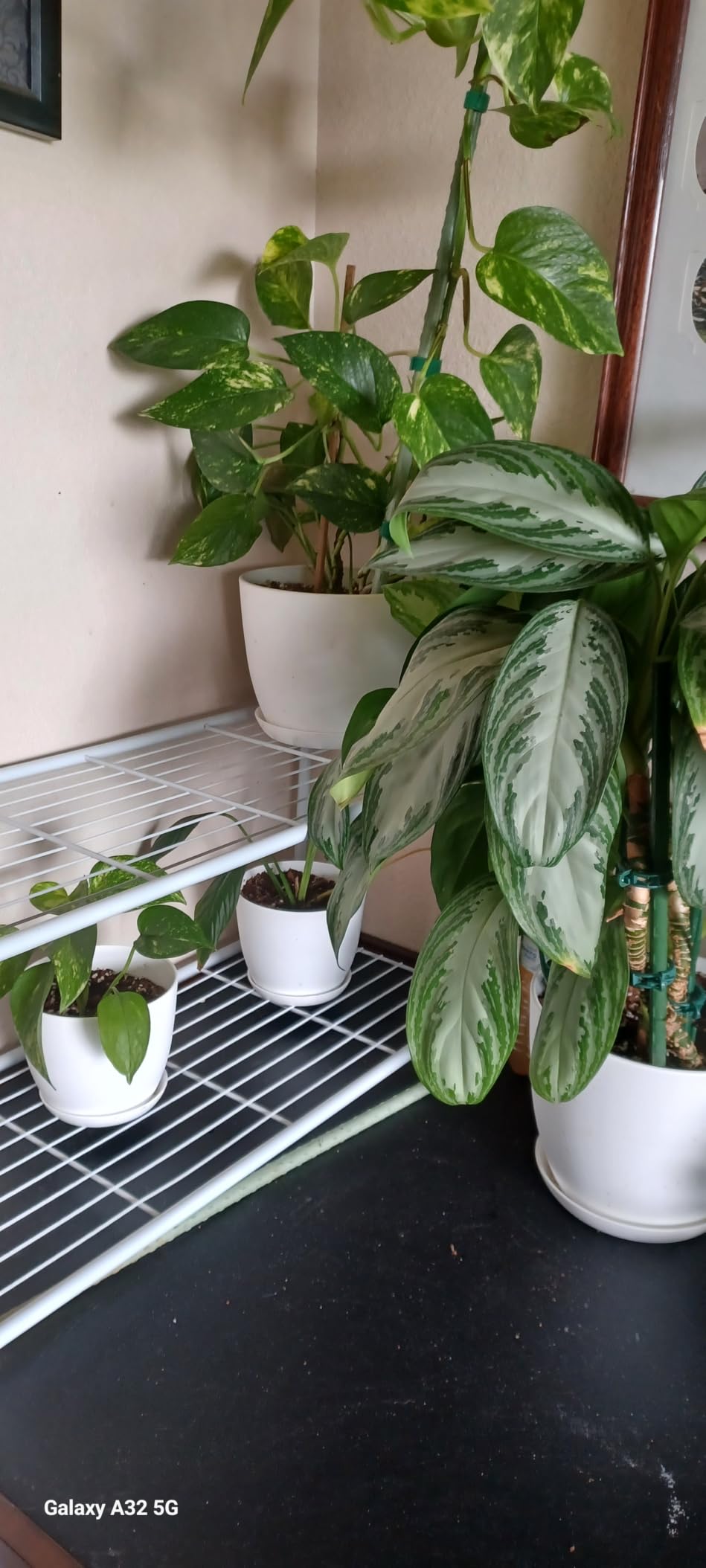 Plant Pots Indoor with Drainage, 5 Pack Multi-Size Planters Set, White | Drainage holes included Multiple sizes 7/6.6/6/5.3/4.8 In Indoor plants and flowers Durable plastic construction customer photo 1