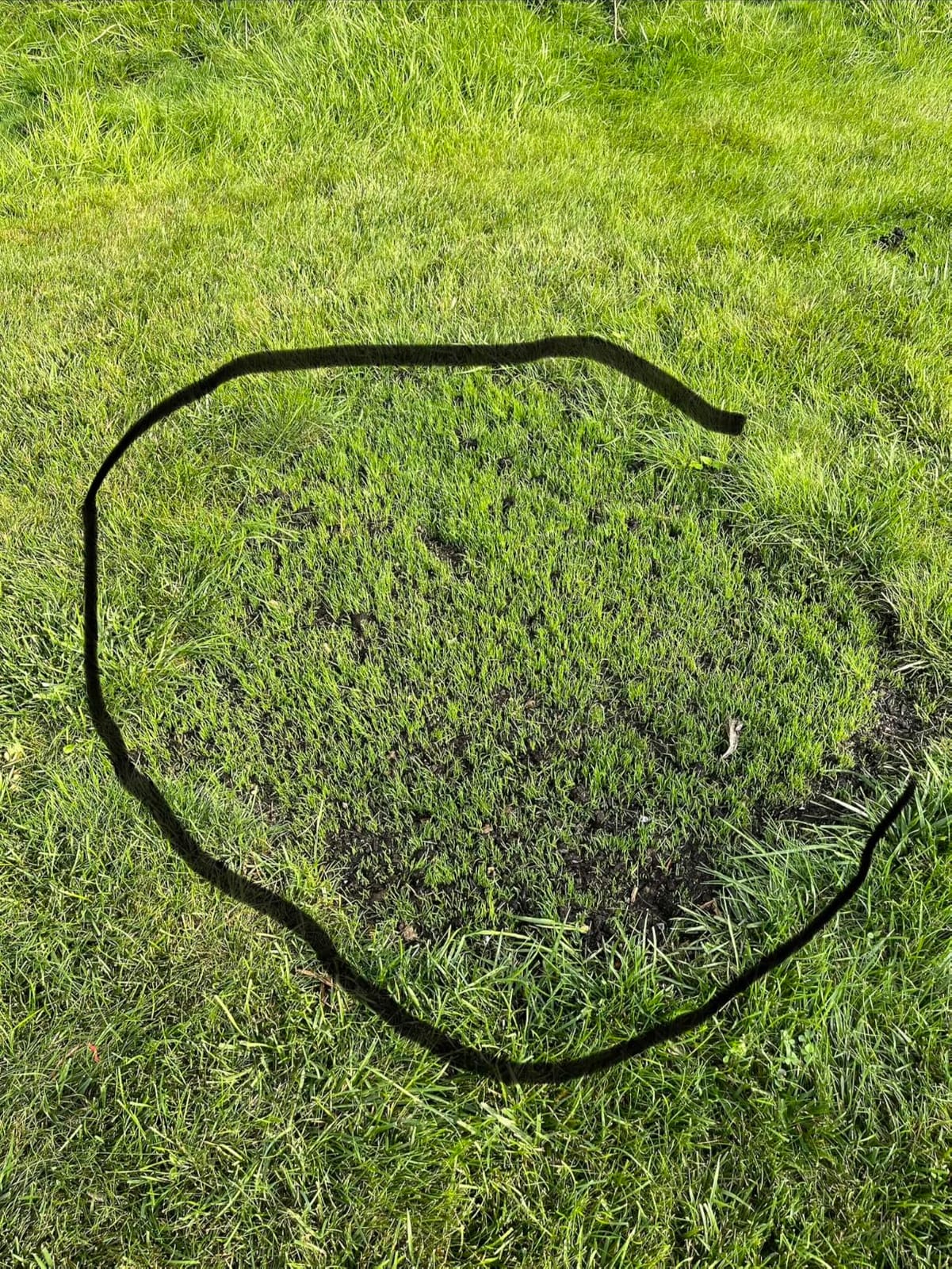 Scotts Turf Builder Grass Seed Tall Fescue Mix, 5.6 lbs. customer photo 2