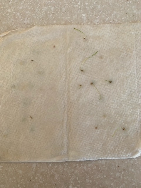 Scotts Turf Builder Grass Seed Kentucky Bluegrass Mix, 5.6 lbs. customer photo 1
