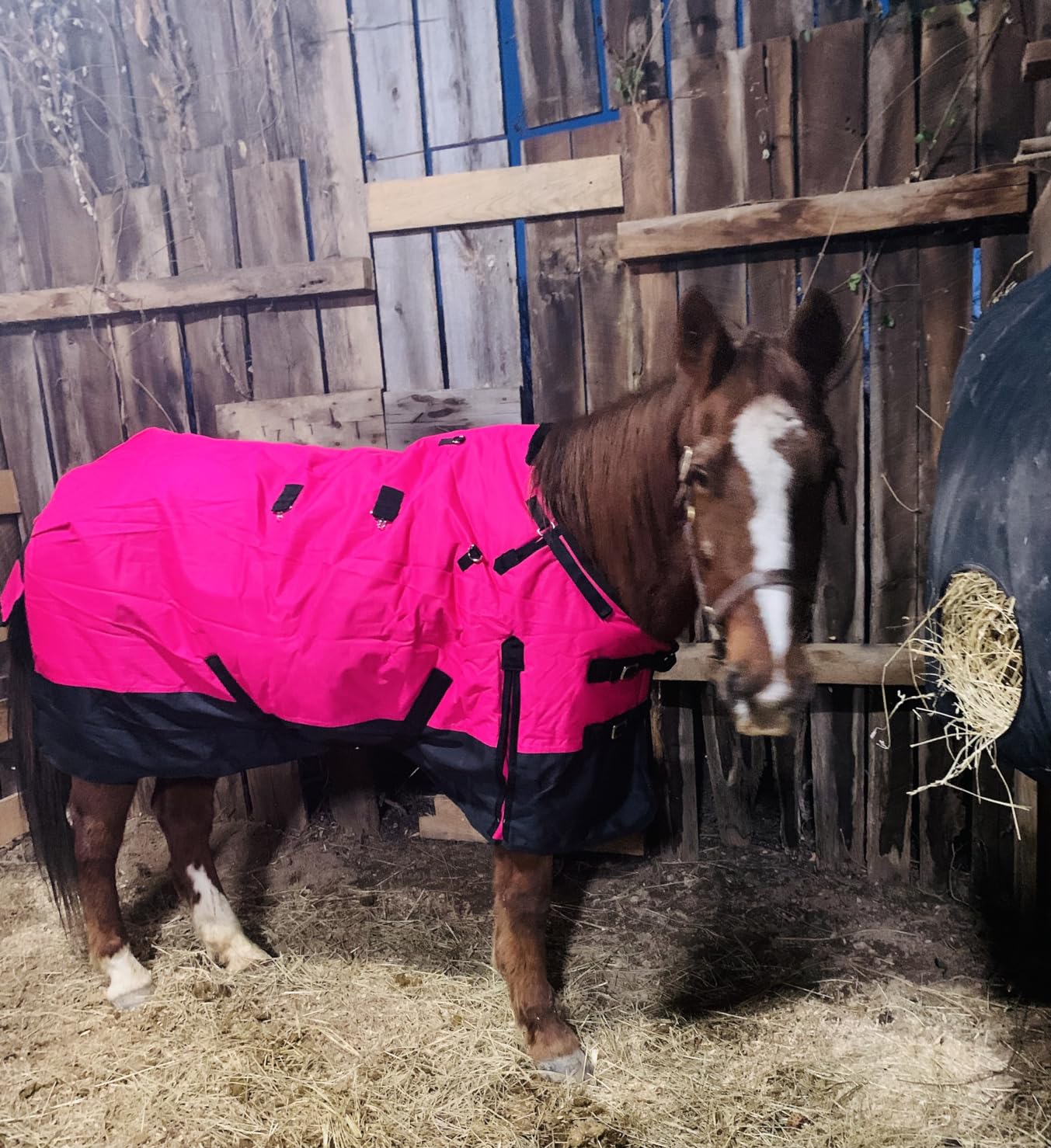 HILASON 1200D Winter Waterproof Poly Horse Turnout Blanket Belly Wrap Purple | 72 in customer photo 1