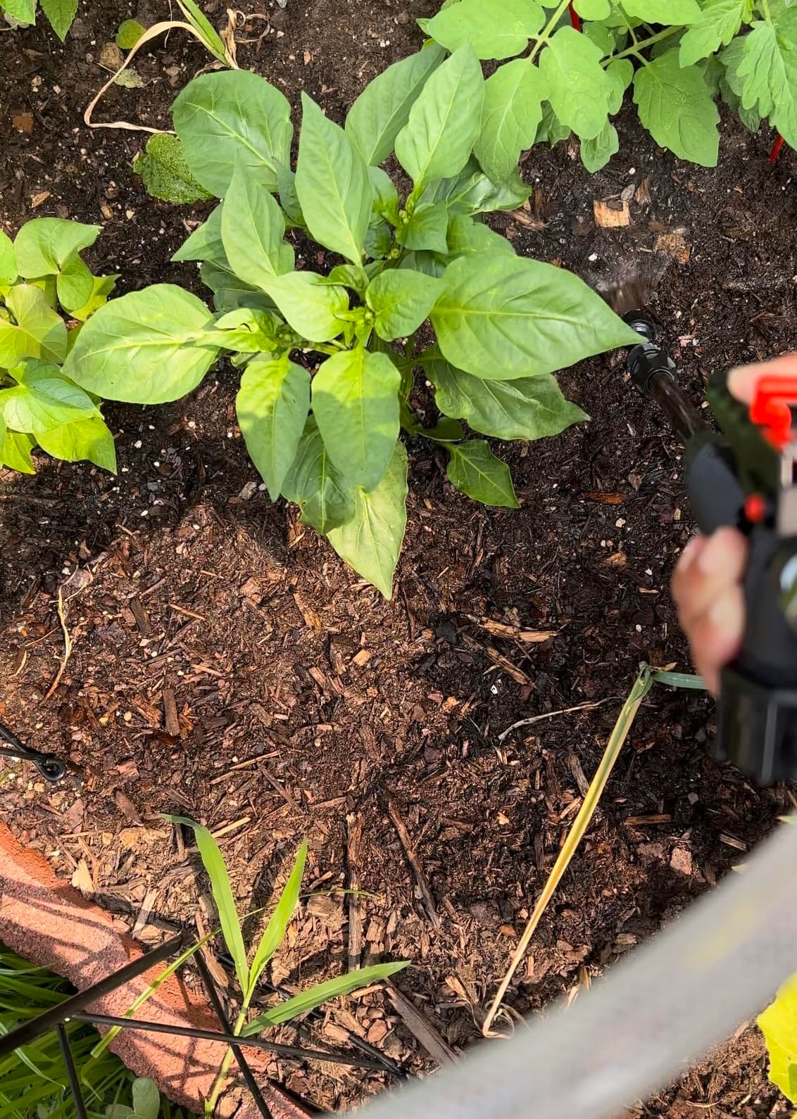 PetraTools Battery Powered Sprayer 2 Gallon - HD2000-S customer photo 2