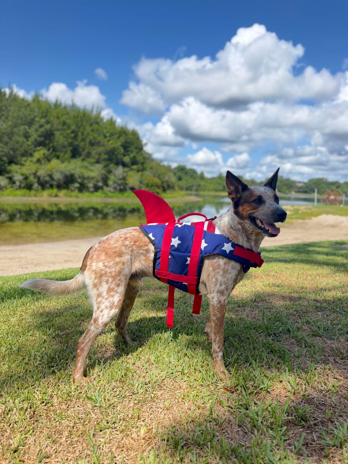 Malier Dog Life Jacket, High Buoyancy Shark Swimsuit, Ripstop American Flag, Medium, Red & Dark Blue customer photo 1