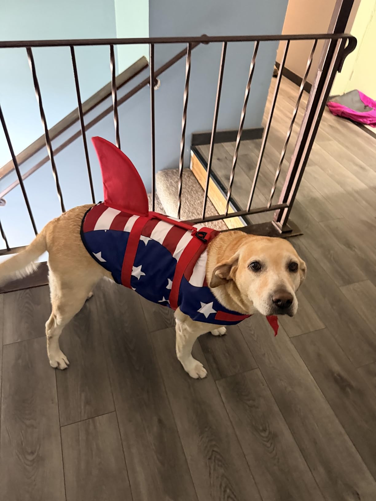 Malier Dog Life Jacket, High Buoyancy Shark Swimsuit, Ripstop American Flag, Medium, Red & Dark Blue customer photo 2