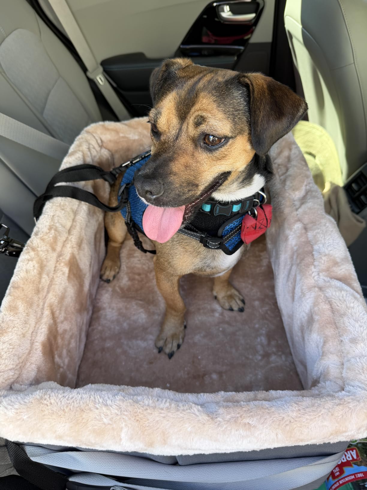 Petsfit Dog Booster Car Seat for Medium Dog or 2 Small Dogs with Patent Buckles, Washable Pad customer photo 1