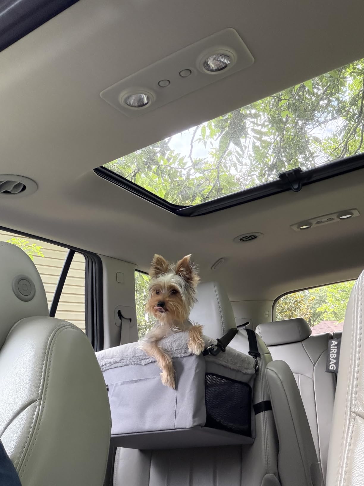 JOEJOY Deluxe Dog Booster Seat with Sturdy Metal Frame and Safety Leash for Small Pets up to 20 lbs - Portable Puppy Dog Car Seat with Thick Cushion and Storage Pockets customer photo 1
