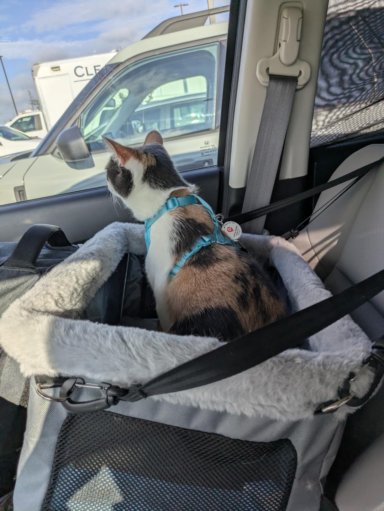 JOEJOY Deluxe Dog Booster Seat with Sturdy Metal Frame and Safety Leash for Small Pets up to 20 lbs - Portable Puppy Dog Car Seat with Thick Cushion and Storage Pockets customer photo 2