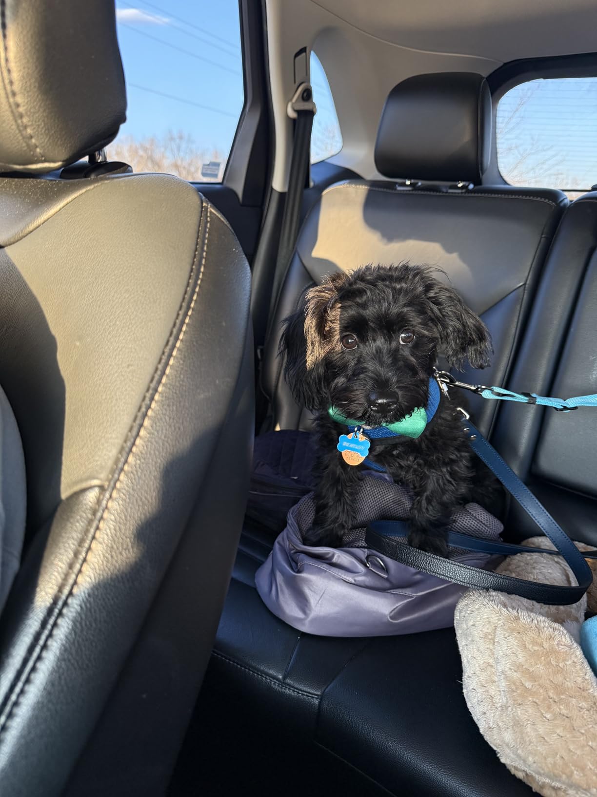 Removable Dog Seat Belt Harness for Car, 3 in 1 Pet Dog Car Seatbelt Leash, Retractable Restraint Secures to Vehicle Headrest & Adjustable Reflective Bungee Dog Seatbelt Tether customer photo 1