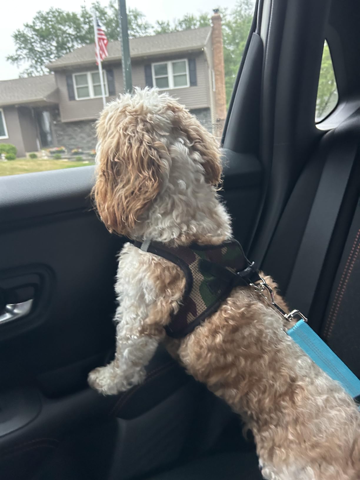 Removable Dog Seat Belt Harness for Car, 3 in 1 Pet Dog Car Seatbelt Leash, Retractable Restraint Secures to Vehicle Headrest & Adjustable Reflective Bungee Dog Seatbelt Tether customer photo 2