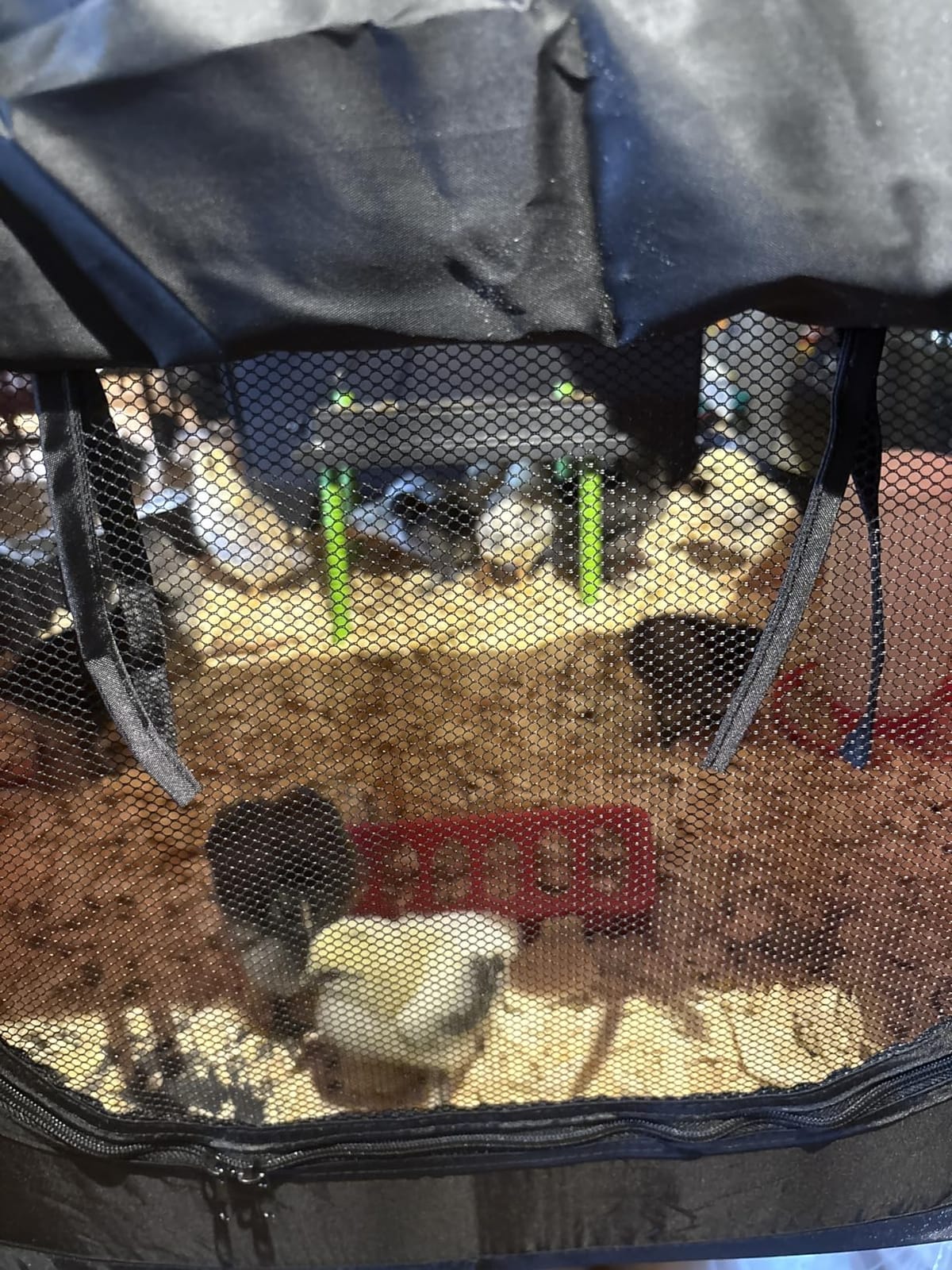 Tetuga Brooder Box for Chick Starter Kit with 10x 12