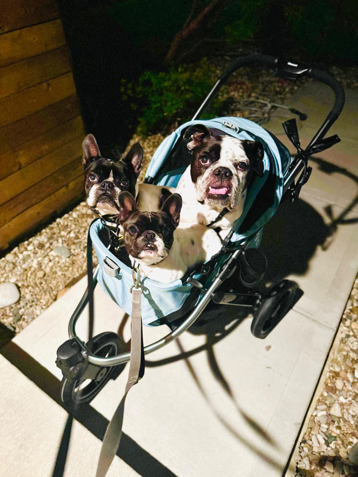 ibiyaya The Beast Pet Jogging Stroller for All Terrains, 3-Wheel Dog Carrier with Double Breaks, Zipperless Large Stroller for Running & Hiking, Multiple Small Dogs, Medium Dogs, or Cats (Jet Black) customer photo 2