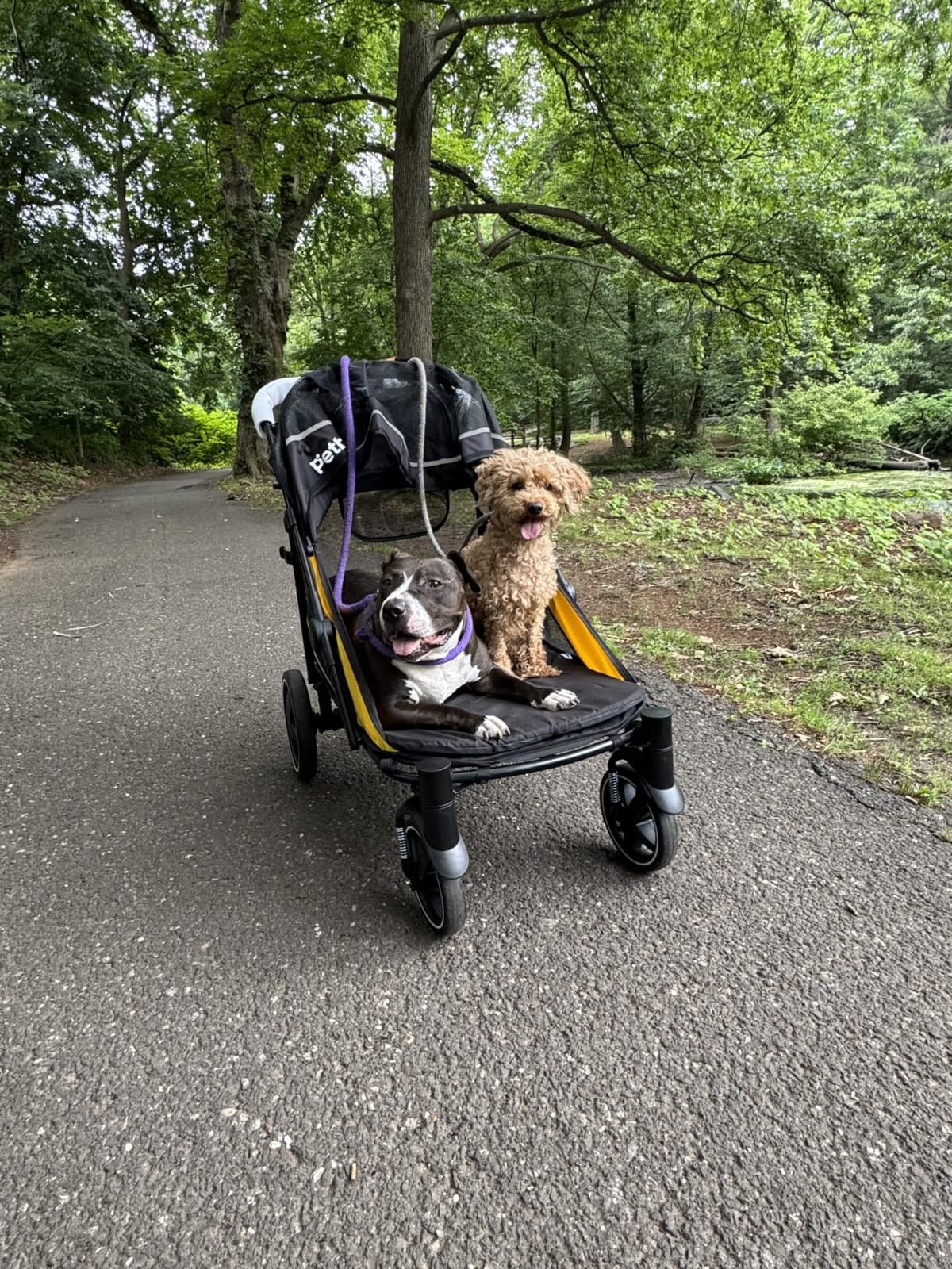 Petbobi Dog Stroller for Large & Medium Dogs - Easy Fold Dual Entry Pet Stroller with One-Foot Brake, All Terrain Wagon Cart with Air Mesh, Ideal for Large Senior Pets up to 80 lbs, Black customer photo 1