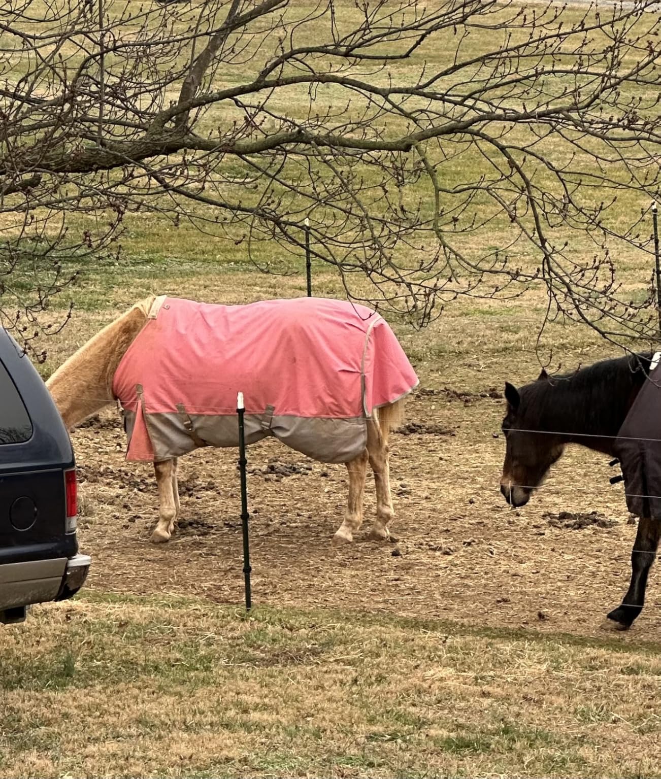 LEAFOREST 1200D Horse Blanket Waterproof Breathable Turnout (no Filling) Standard Neck Horse Sheet Black Grey 75IN customer photo 2