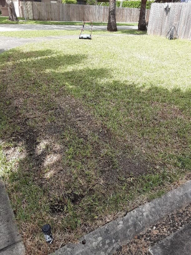 SENIX 13 Amp 15-Inch 2-in-1 Electric Dethatcher and Scarifier with 13.2-Gal Collection Bag, 4-Position Depth Adjustment, Walk Behind for Lawn Garden Care Removing Thatch, Quick-Fold (SCE13-M) customer photo 2