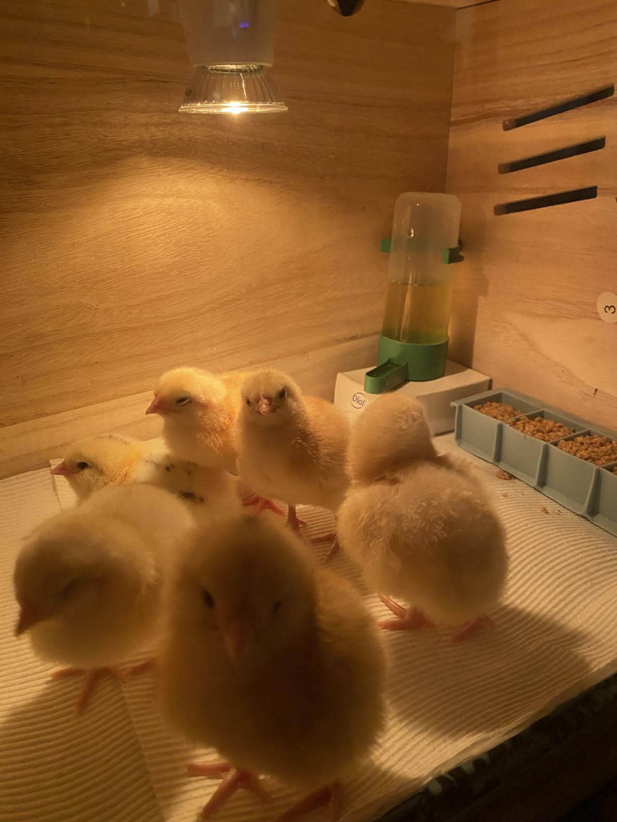 Chicken Brooder Box for Chicks & Quail with 3 Absorbent Pads, Feeder and Waterer - Adjustable Temperature Control Brooding Box for Small Chicken Coop & Quail Cage (15.7x12x12 Inches) customer photo 1