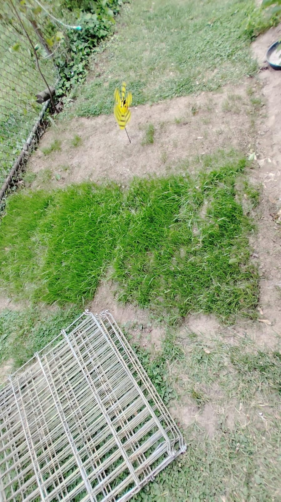 Pennington Contractors Central Mix Grass Seed, 7 lb customer photo 2