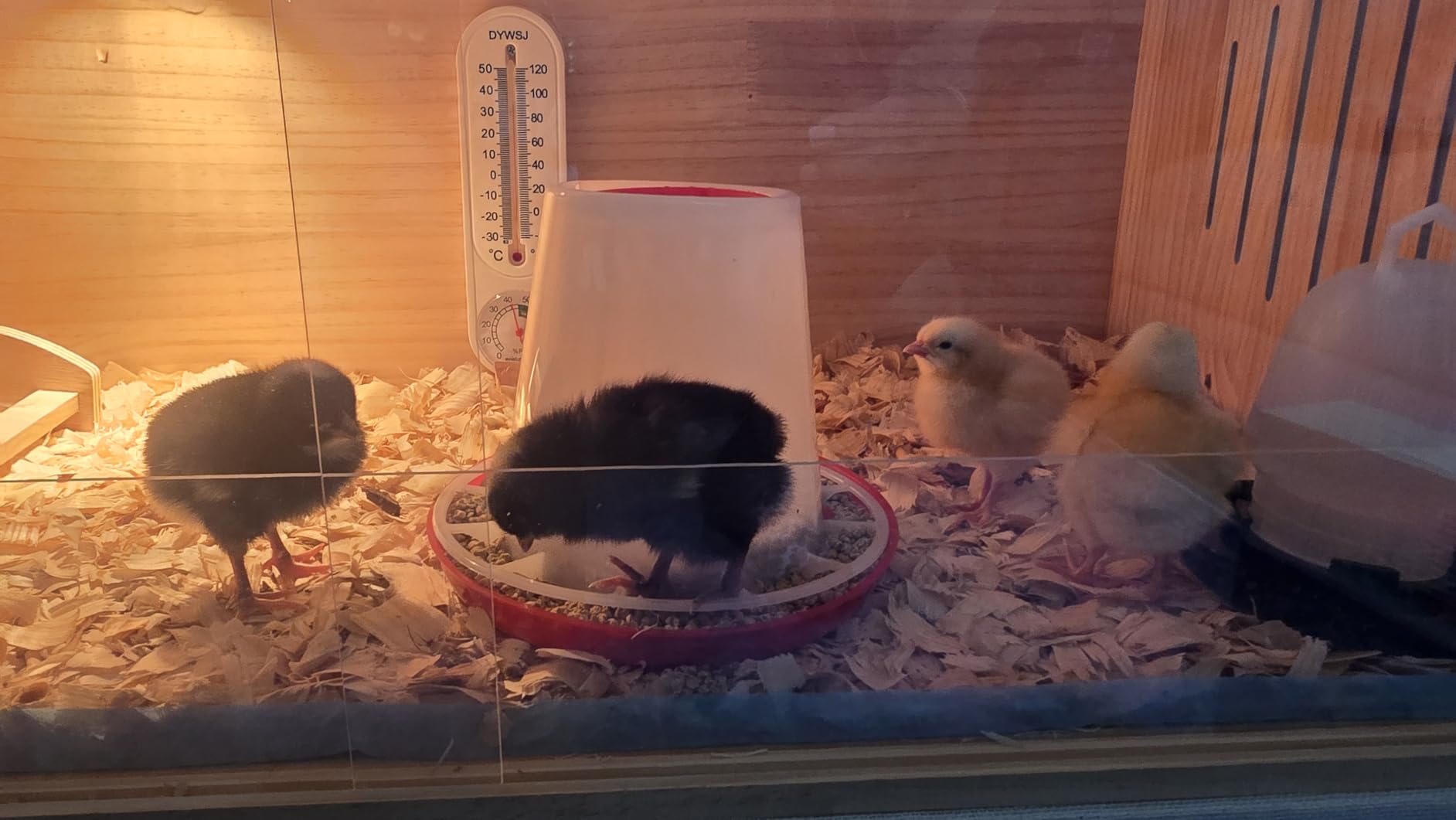 Large Wooden Chicken Brooder Box with Bulb Set and Thermometer - Brooder Box for Chicks Indoor Accommodates Up to 12 Chicks - Ideal for Chickens, Ducks, Quails, Hamsters, and Lizards (32x16x16 Inches) customer photo 2