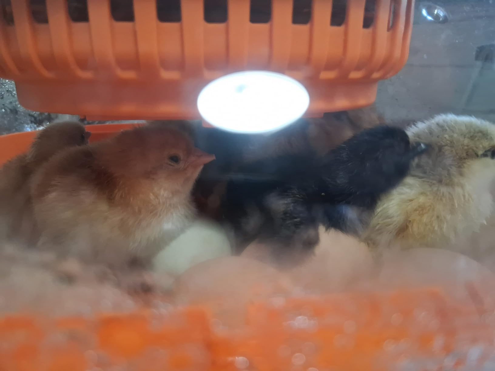 Chickcozy 25 Egg Incubator, Automatic Egg Turner with Thermometer Seat and Humidity Control, Egg Candler, 360° View with Clear Window, Incubators for Hatching Chicks (Sunlit Orange) customer photo 1