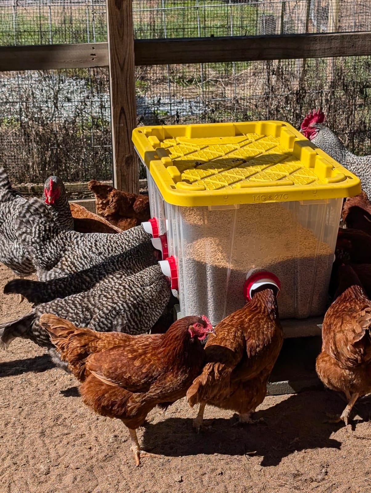 Chicken Feeders No Waste, DIY Automatic Poultry Feeder - 8 Ports Red | Buckets Barrels Bins Troughs-mountable Design for common Breeds of Chicken Flock with Hole Saw customer photo 1