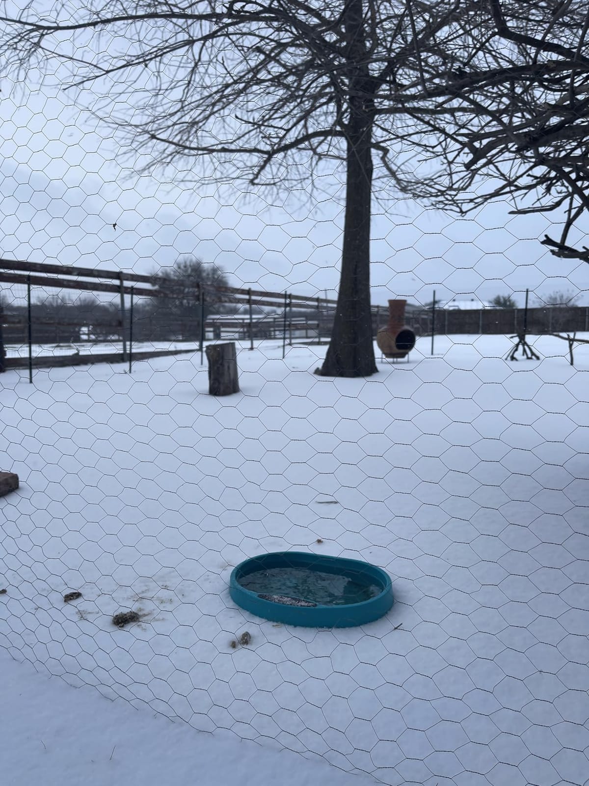 Heated Water Bowl for Chicken, Large Capacity 125OZ Poultry Water Heater for Hens Turkey Goose Duck Pigeon Poultry Birds Drinker in Winter, Chicken Coop Accessories No More Frozen Food Water customer photo 1