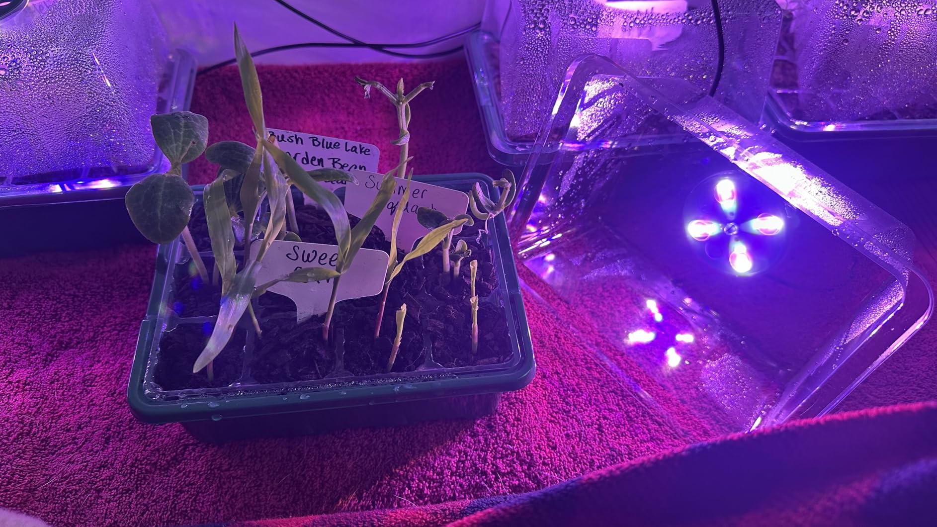 MIXC 6 Pack Seed Starter Kit with Grow Light, Vented Humidity Dome, Green customer photo 1