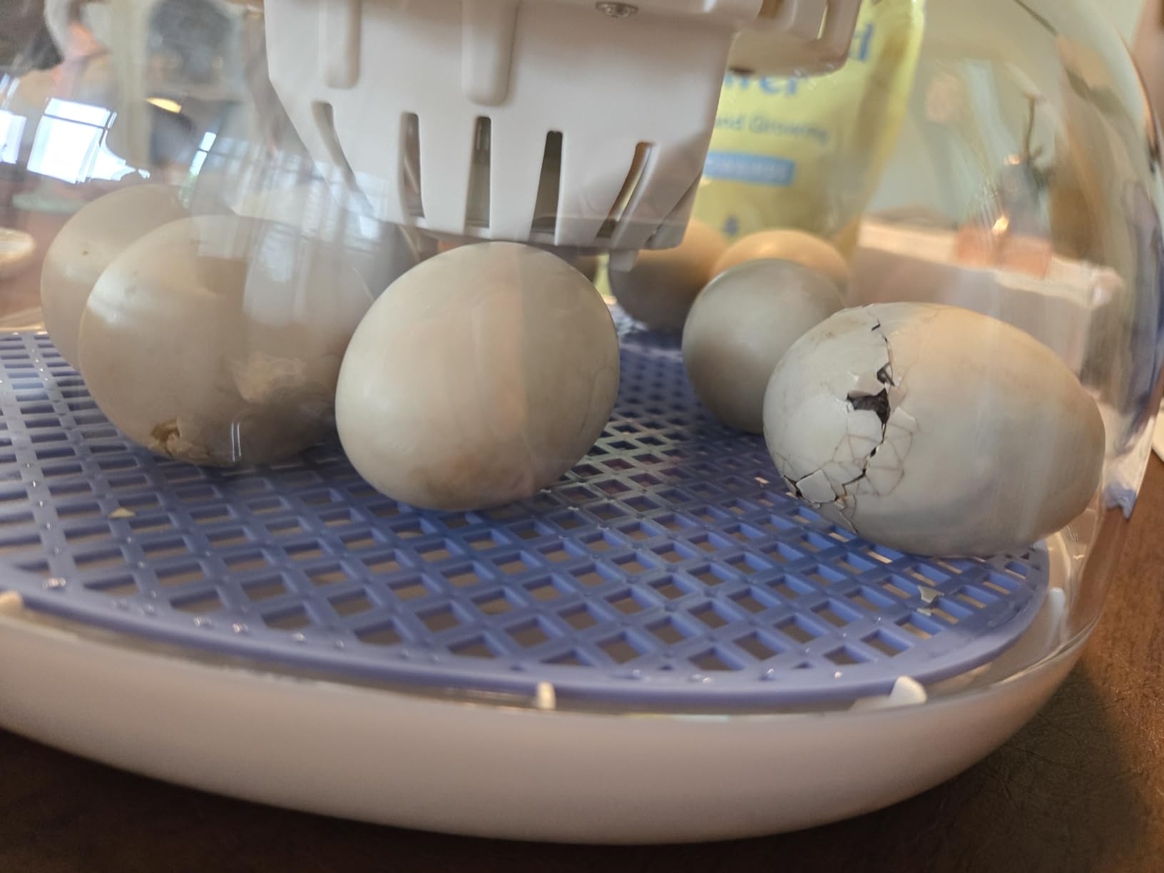 12 Egg Incubators for Hatching Eggs, Temperature and Humidity Control, Automatic Egg Turning, Egg Candler, Automatic Water Refill, for Chicken, Quail & Duck Eggs customer photo 2