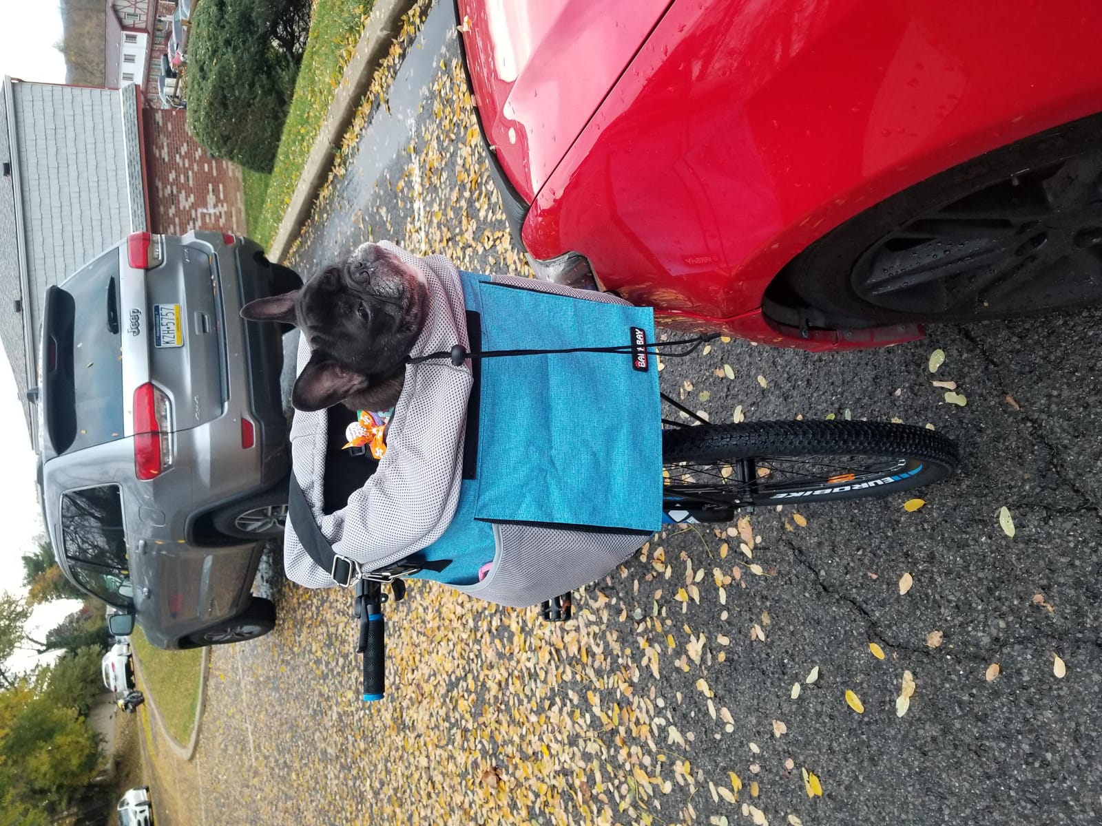 Pet Carrier Bicycle Basket Bag Pet Carrier/Booster Backpack for Dogs and Cats with Big Side Pockets, Comfy & Padded Shoulder Strap, Travel with Your Pet Safety (Titanium) customer photo 1
