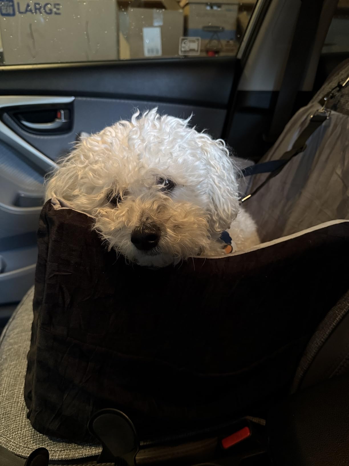 JOEJOY Elevated Dog Car Seat for Small/Medium Dogs up to 35 lbs, Memory Foam Booster Seat with Detachable Washable Cover, Travel-Safe Car Bed with Safety Belts & Storage Pockets, Grey customer photo 1