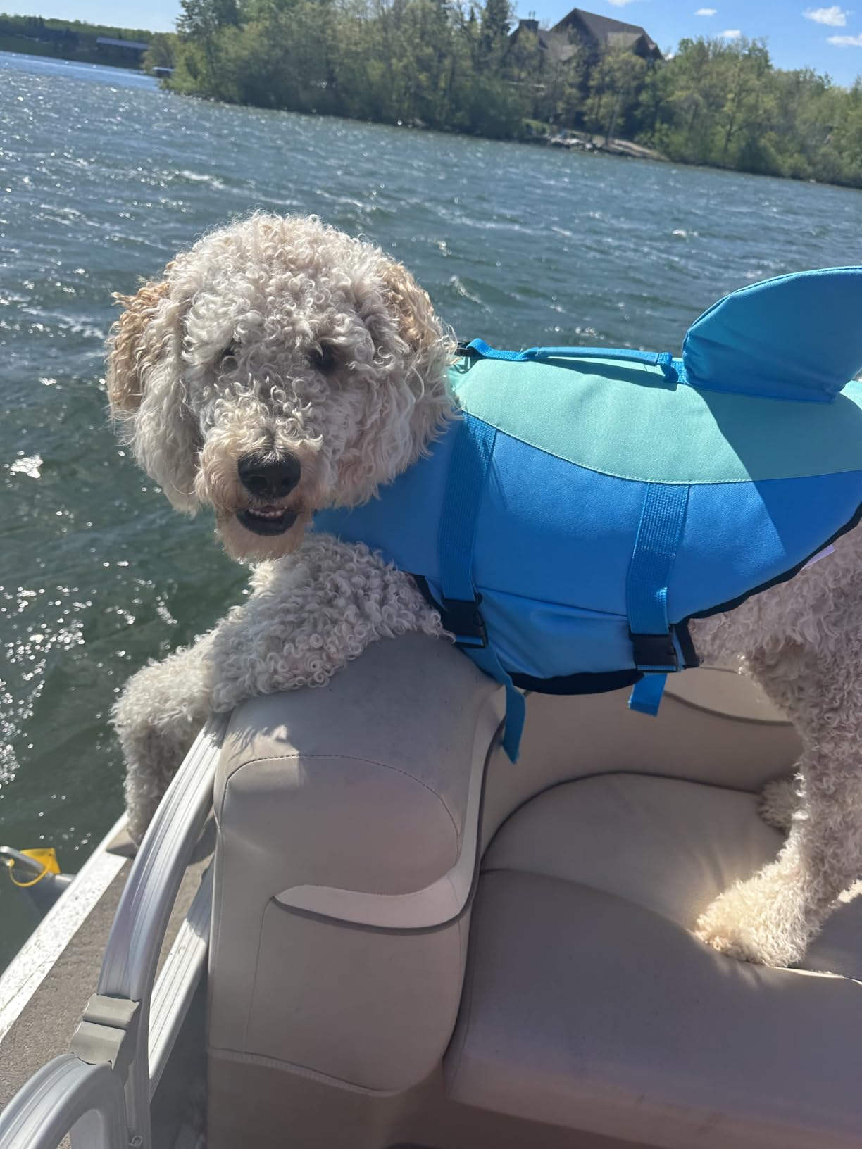 EMUST Dog Life Vests, Pet Floats for Swimming, Boat, Pool, Ripstop Dog Life Jacket with High Buoyancy and Lift Handle for Small and Medium Breeds, M, Solid Turquoise customer photo 2
