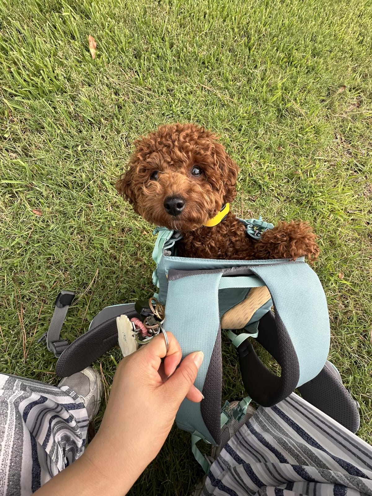Ruffwear Hitch Hiker Dog Backpack Carrier, Hands-Free with Breathable Mesh, Basalt Gray customer photo 2