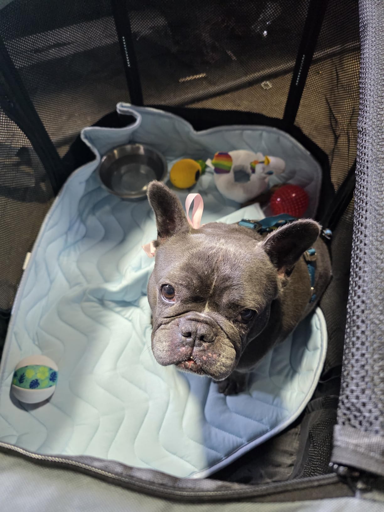 Cooling Mat for Large Dogs, 40