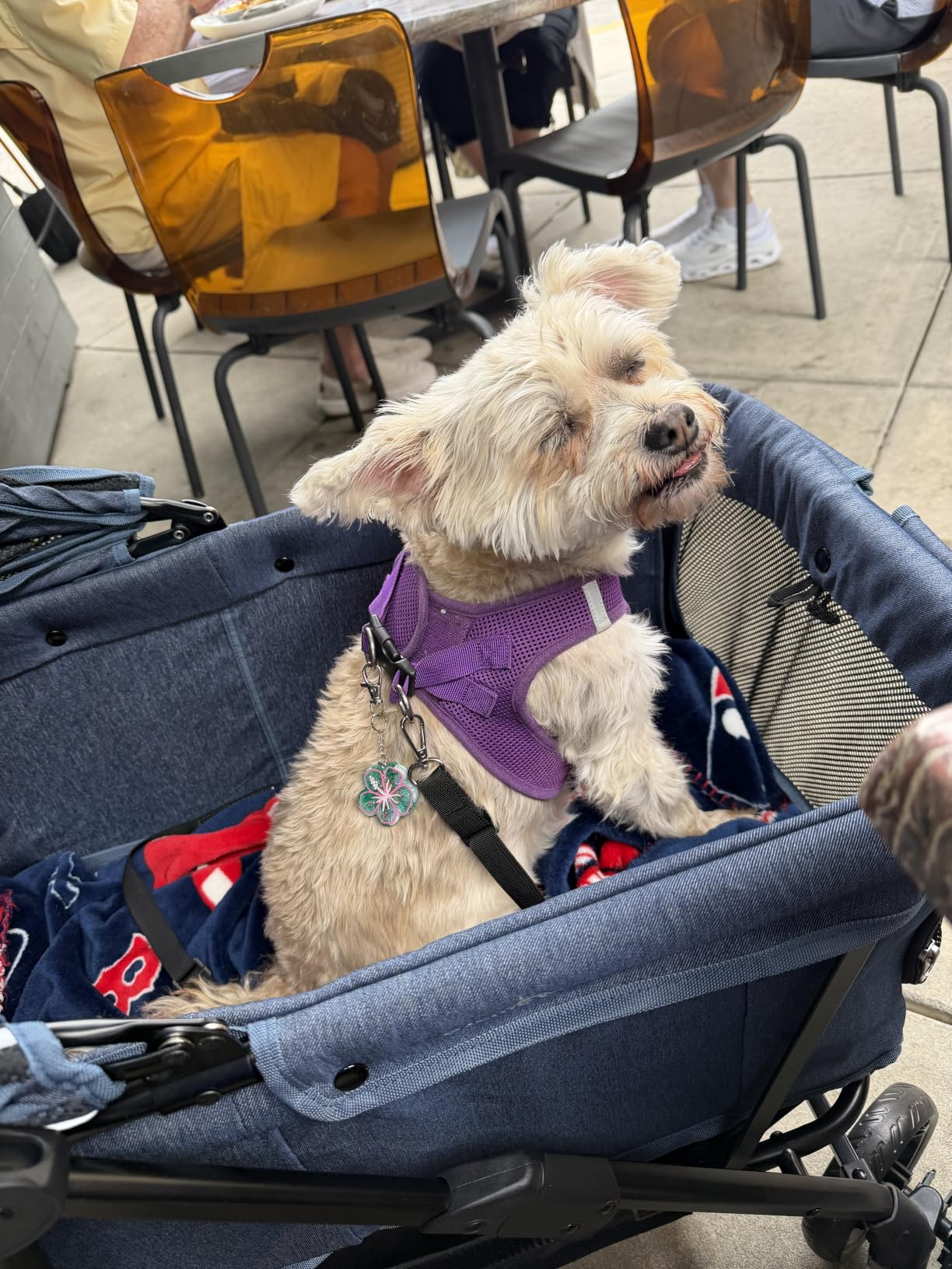 Dog Stroller for Large & Medium Dogs (20-132 lbs), for 2 Small Dogs - Pet Stroller, Extra Large Heavy Duty, Foldable & Ventilated customer photo 1
