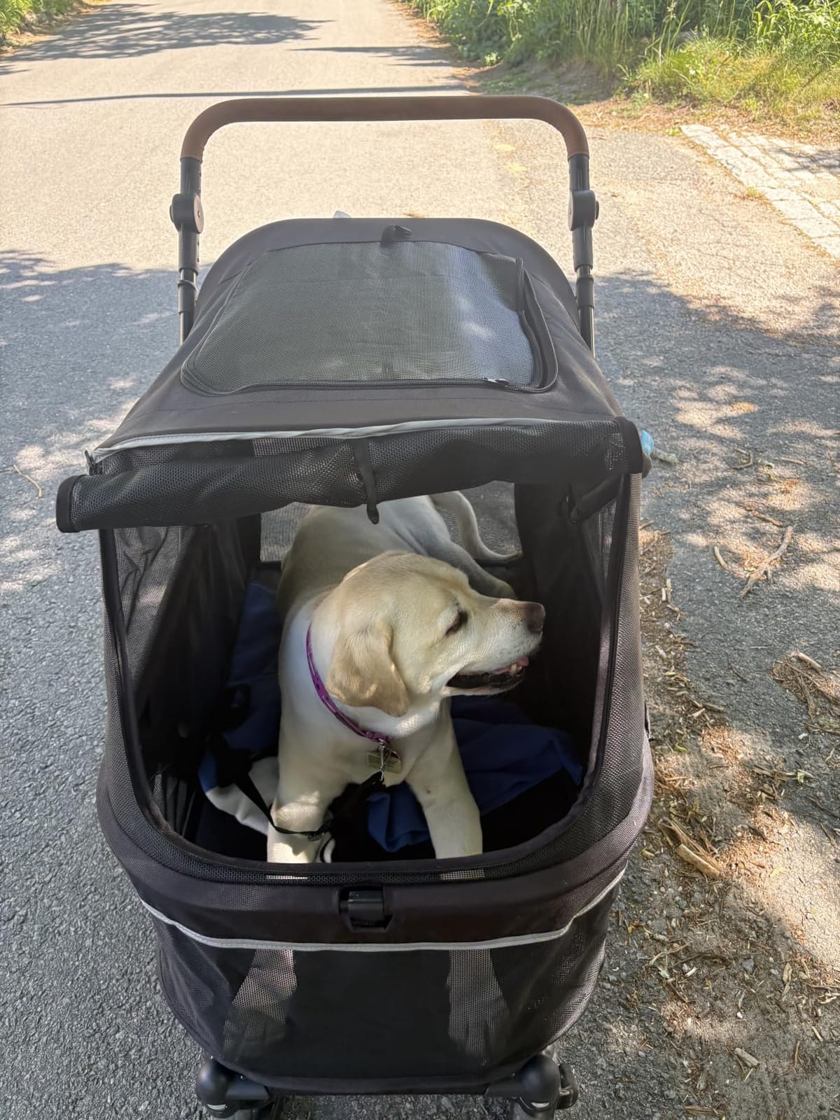 Zoosky Pet Stroller for Large Dogs up to 110lbs, Large Pet Stroller | Multiple Pets (31