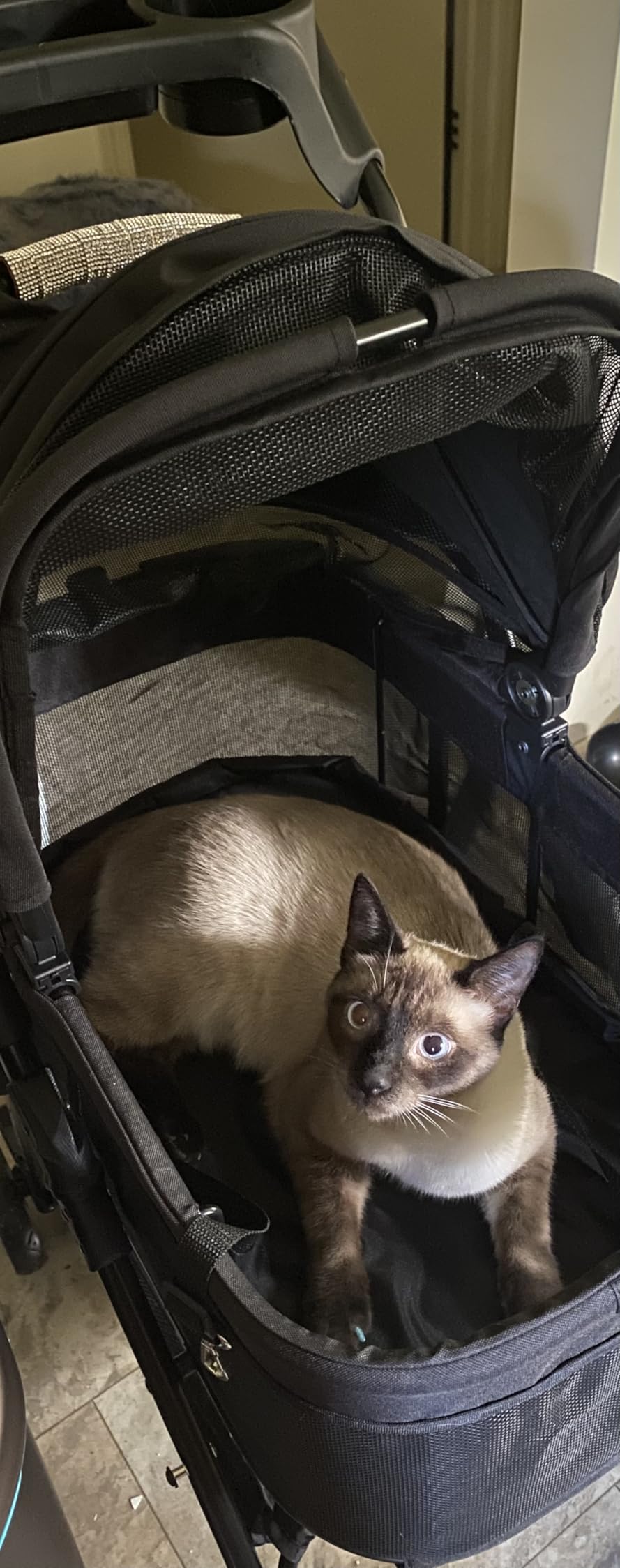 Zoosky 3 in 1 Pet Stroller with Removable Carrier, Folding Stroller for Small/Medium Dogs and Cats, Waterproof, All-Terrain, with Sun Shades, Car Seat customer photo 2