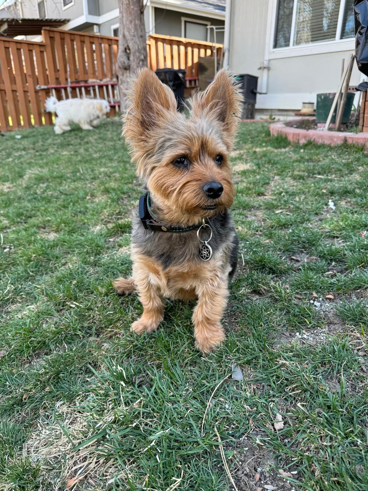 Fi Series 3+ GPS + Health Dog Collar, Gray, Large, 12-Month Membership | Smart GPS dog collar with live tracking, health & behavior, Escape Alerts, LED light. Waterproof and Apple Watch compatible. customer photo 1