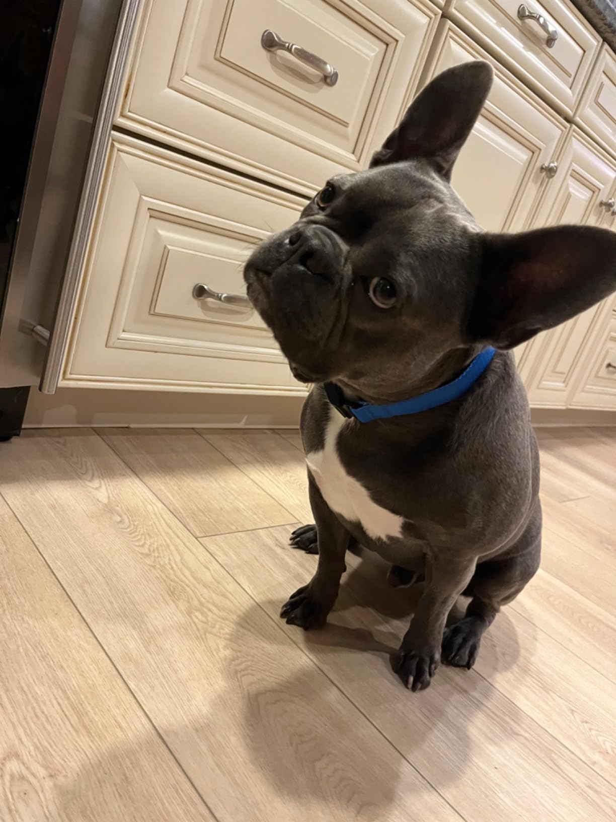 Fi Series 3+ GPS + Health Dog Collar, Gray, Large, 12-Month Membership | Smart GPS dog collar with live tracking, health & behavior, Escape Alerts, LED light. Waterproof and Apple Watch compatible. customer photo 2