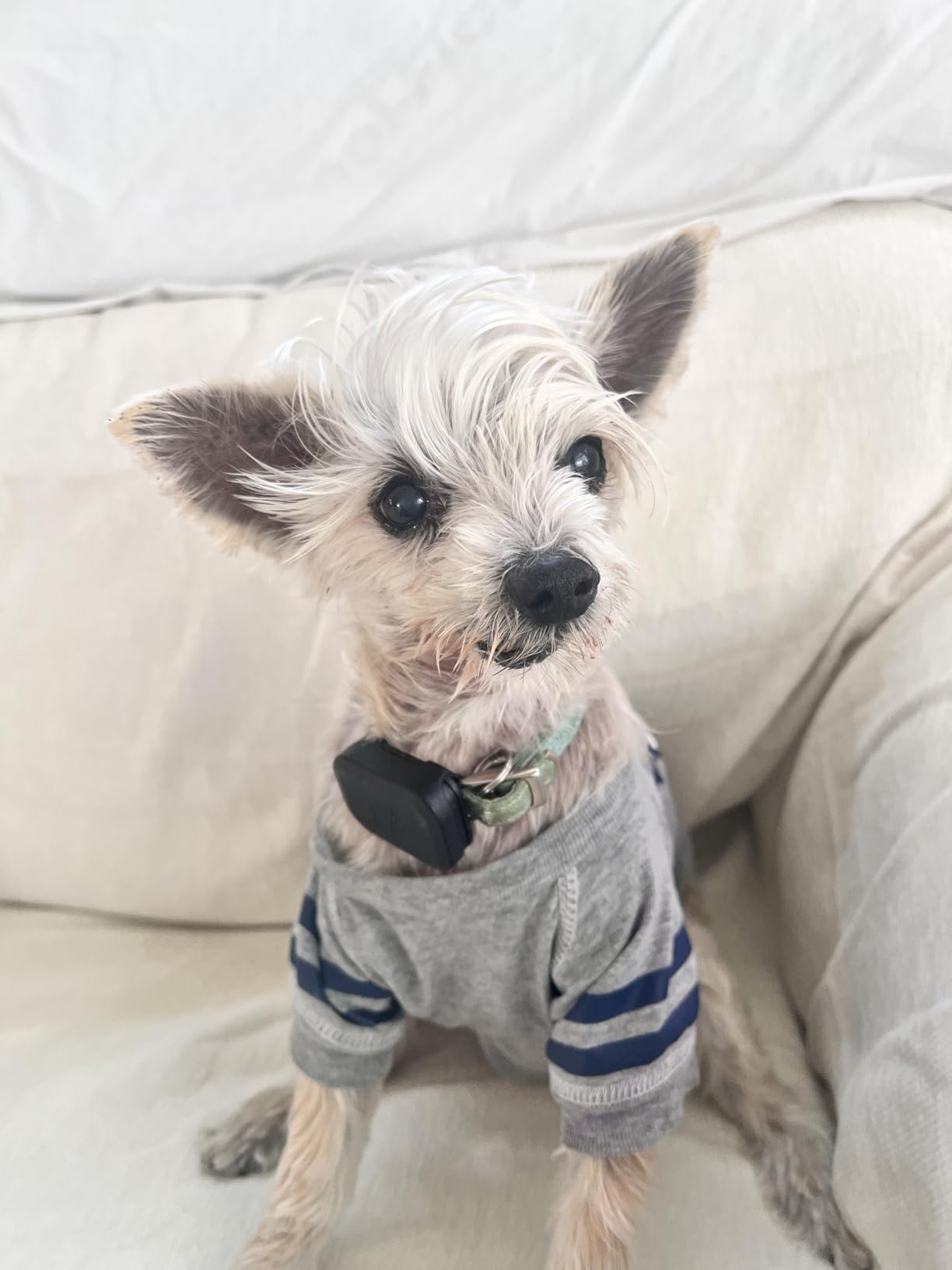Mini Attachable GPS + Health Tracker for Dogs, 6-Month Membership | Smart GPS collar attachment with virtual fences, escape alerts, health and step tracking. Lightweight and waterproof. customer photo 1