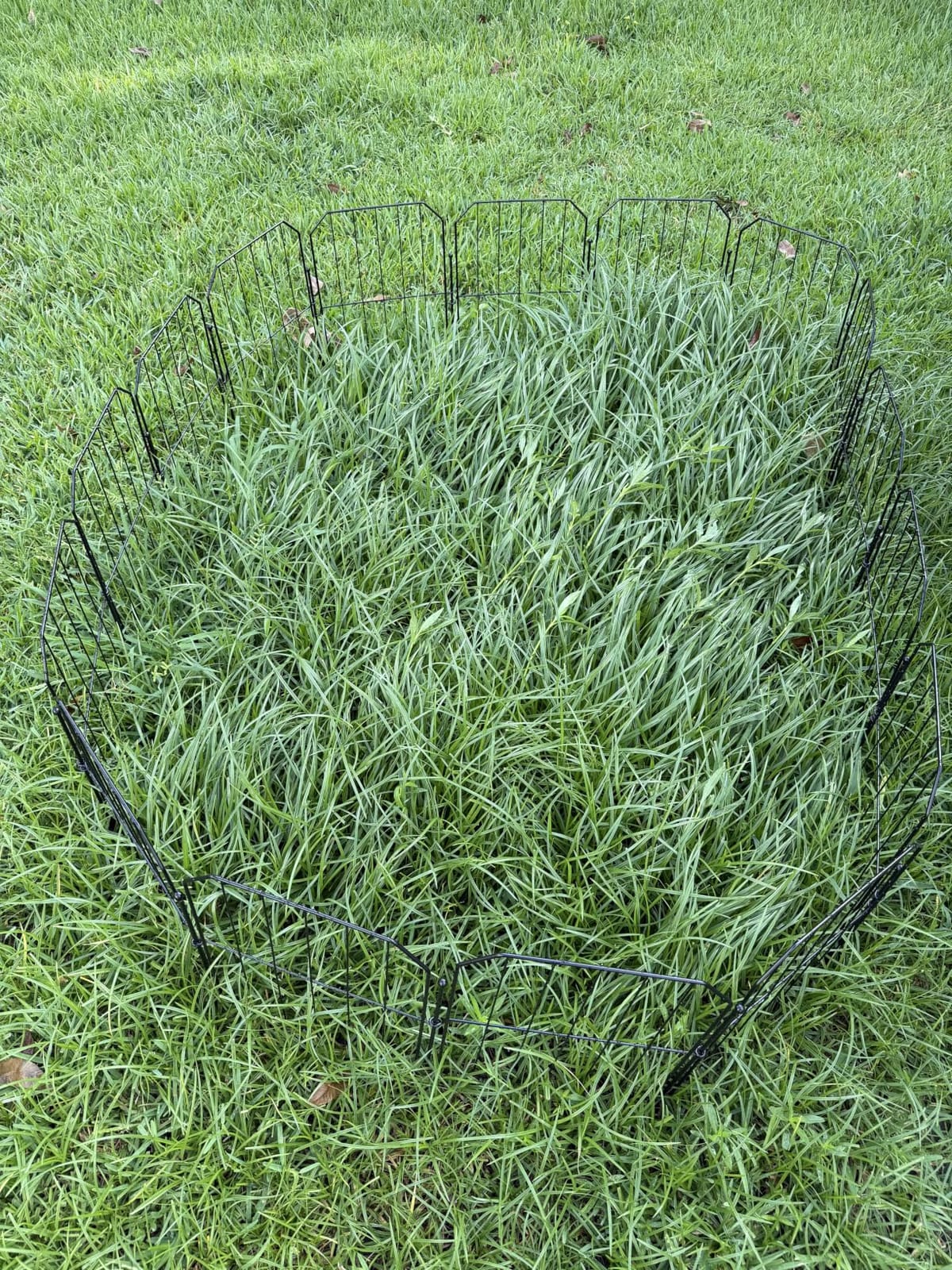 Scotts Turf Builder Thick'r Lawn Sun & Shade, 10 lbs. customer photo 2