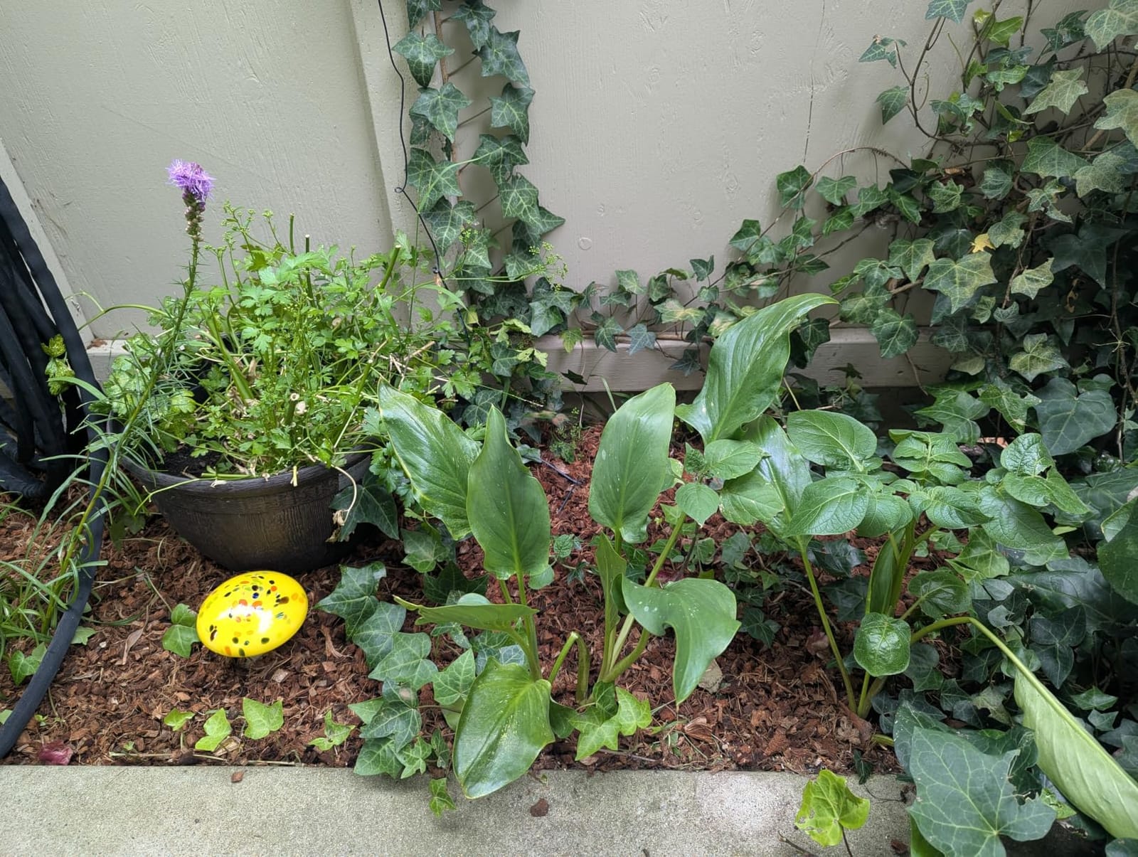 Back to the Roots 100% Organic Mulch, 58 Quart (2 Cubic ft), Expanding Coconut Husk Block for Gardening customer photo 1