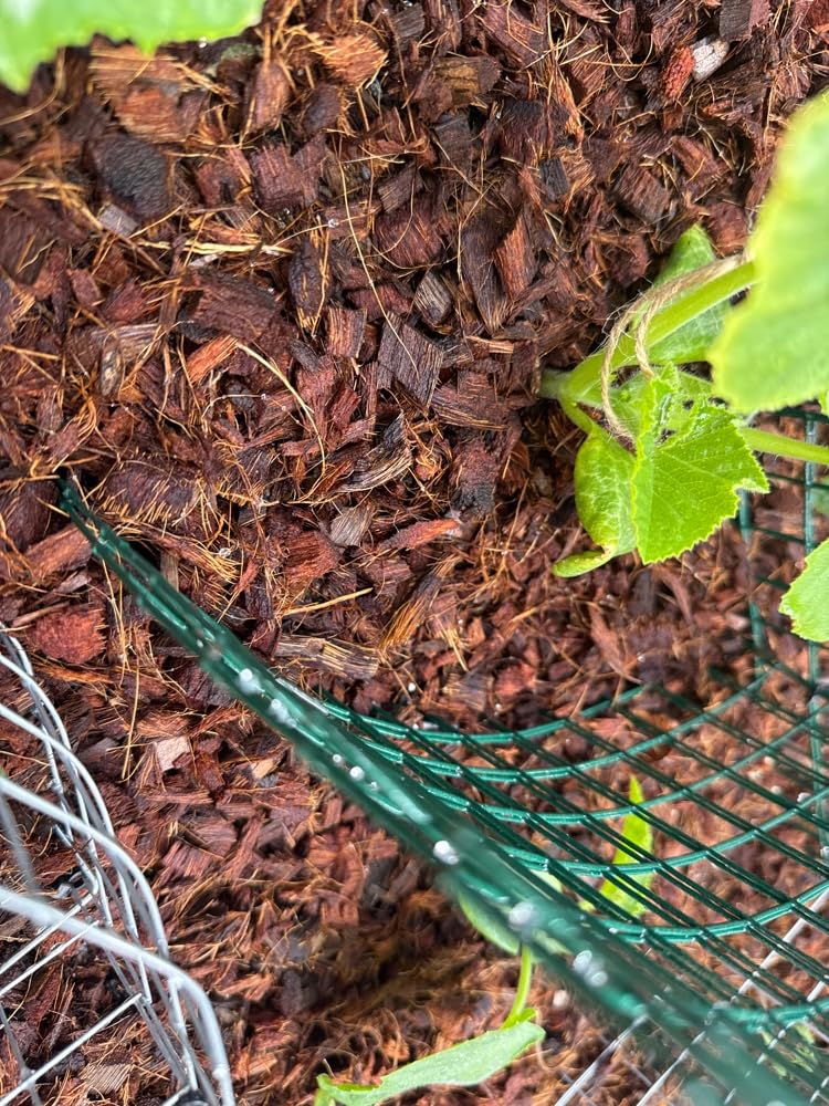 Back to the Roots 100% Organic Mulch, 58 Quart (2 Cubic ft), Expanding Coconut Husk Block for Gardening customer photo 2