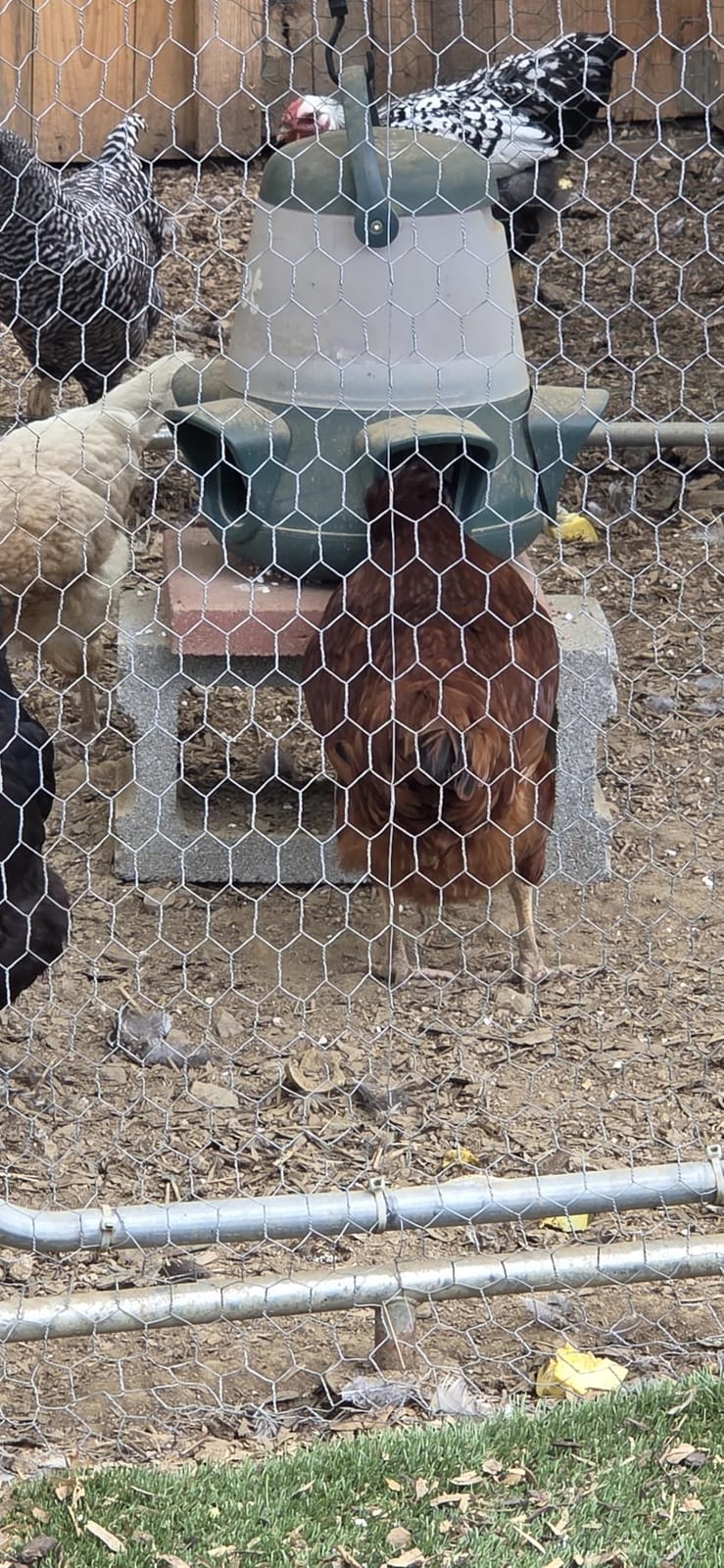Omlet No Waste Chicken Feeder for Coop | 12lb Anti-Spill Poultry Feeder with 5 Feeding Ports | Feeds 6 Hens for 7 Days | Hanging or Free Standing | Weatherproof customer photo 2