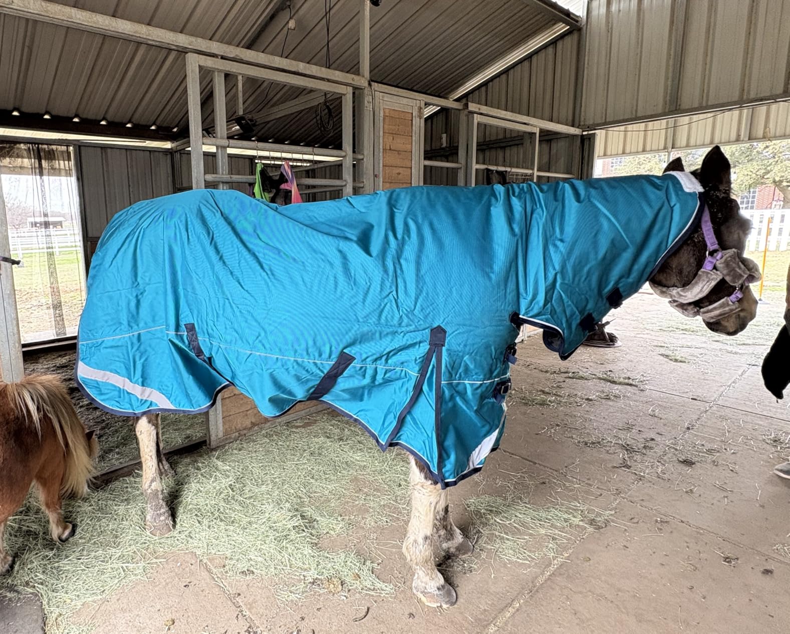 1680D Turnout Horse Winter Blanket Waterproof Snow Proof Combo Heavy Weighted Blankets 300g Fill Sheet with Neck in The Pasture, Paddock Burgundy 78 inches customer photo 2