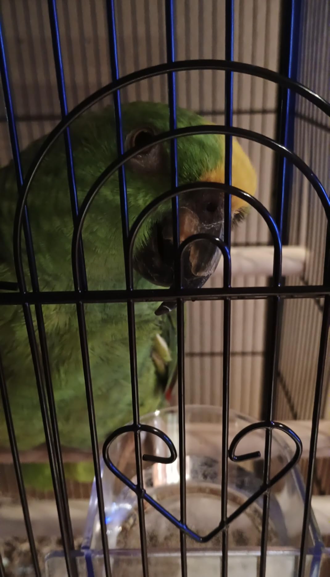 VEVOR Bird Cage, 31.5 x 20.5 x 52 inch, Flat Top, Wrought Iron Bird Flight Cage with Perches, Slide-Out Tray and Plastic Feeders, Casters, for Parrot, Blue Tit, Cockatiel, Canary, and Monk Parakeet customer photo 2