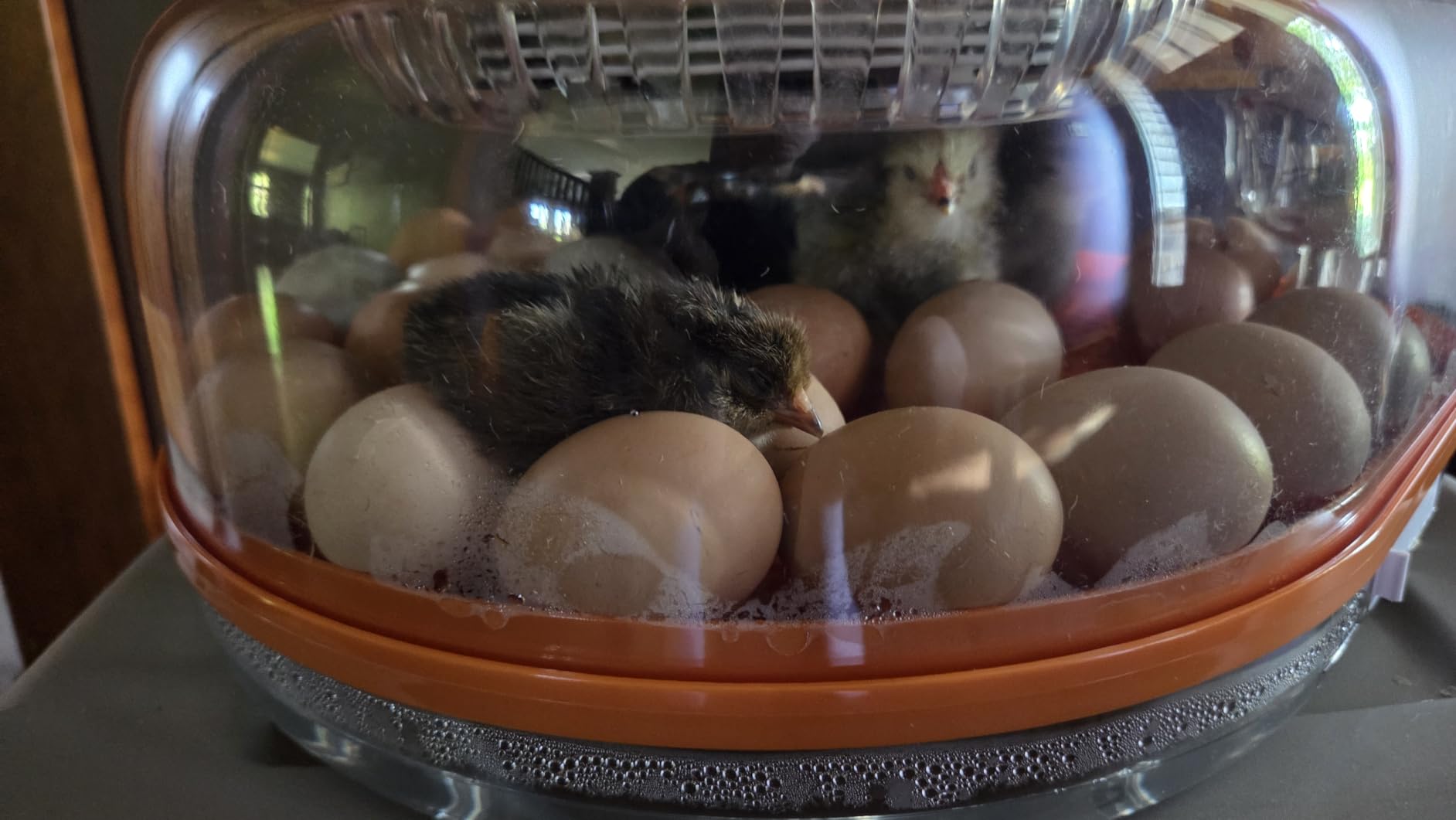 26 Incubators for Hatching Eggs Smart Voice Control Incubator with Auto Temp Humidity Automatic Egg Turning 360° View Built in Egg Candler and Chick Holding Area for Chicken Duck Goose Quail Eggs customer photo 2