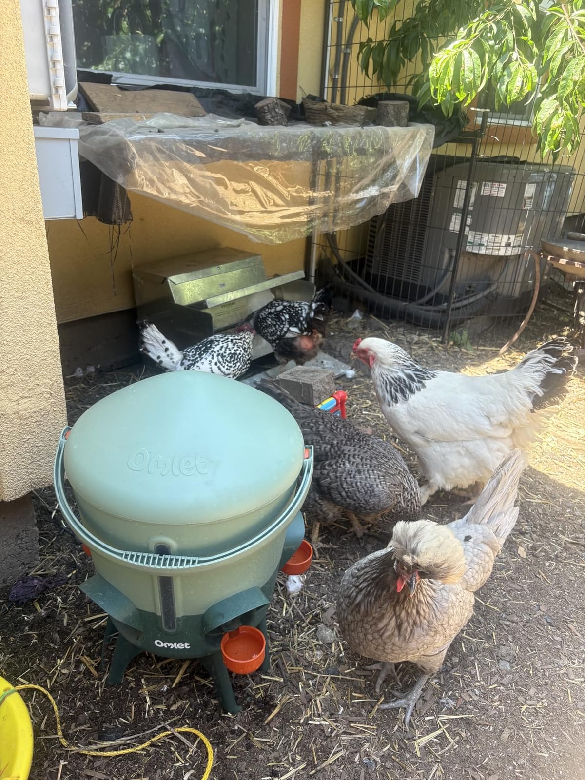 Omlet Insulated Chicken Waterer, 3 Gallon | Stay-Clean Automatic Water Dispenser for Chickens | BPA-Free | Anti-Roost Domed Lid | Includes 5 Cups & Nipples | Eglu Green customer photo 2